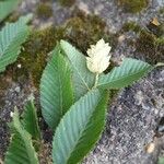 Ostrya carpinifolia Flors