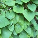 Aristolochia macrophylla Φύλλο