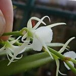 Oeoniella polystachys Квітка