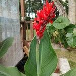 Canna indicaপাতা