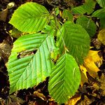 Carpinus cordata Hoja
