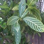 Sanchezia oblonga Leaf