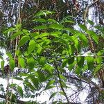 Zanthoxylum heitzii Φύλλο