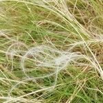 Stipa pennataBlüte