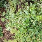 Ageratina ligustrina Flor