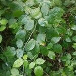 Rubus idaeus Leaf