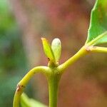 Pterophylla serrata Fruit