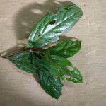 Licaria chrysophylla Leaf