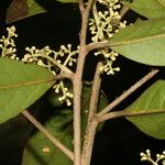 Ocotea leucoxylon Leaf