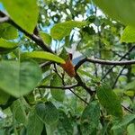 Amelanchier canadensis Bark