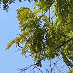 Cassia leptophylla 葉