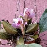 Bifrenaria tyrianthina Maua