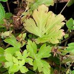 Geranium thunbergii Folio