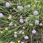 Scabiosa canescens फूल