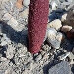 Cynomorium coccineum Flower