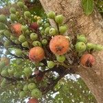 Ficus racemosa Fruchs