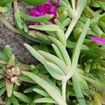 Delosperma cooperi Blatt
