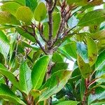 Viburnum odoratissimum Leaf