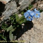 Myosotis corsicana Habitus