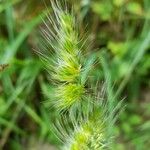 Cynosurus echinatus Fula