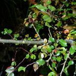 Cotoneaster adpressus Écorce