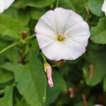 Convolvulus arvensisFiore