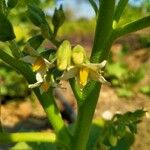 Scarlet eggplant (jiló) full screen, top view. Formerly Solanum gilo, now  considered a group of cultivars of Solanum aethiopicum, is the fruit of the  herbaceous plant Jiloeiro. Cultivated in Brazil. Stock Photo