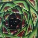 Sempervivum calcareum Blatt