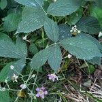 Rubus sprengelii 葉