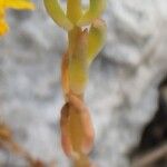 Sedum lanceolatum Blad