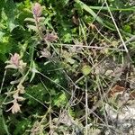Nonea vesicaria Hoja