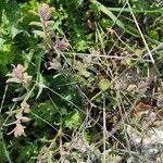 Nonea vesicaria Blatt