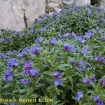Buglossoides gastonii 形態
