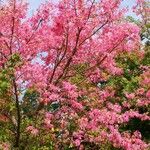 Ceiba insignis Συνήθη χαρακτηριστικά