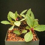 Euphorbia mafingensis Elinympäristö
