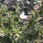 Stenaria nigricans Leaf