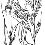 Helictotrichon cantabricum Máis