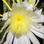 Selenicereus setaceus Cvet
