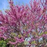 Cercis siliquastrum Λουλούδι