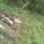 Asperula purpurea Blomst