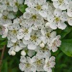 Crataegus azarolusFlor