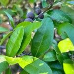 Quercus fusiformis Hoja