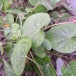 Ipomoea hederacea Blad