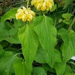 Phlomis russeliana Leaf