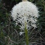 Xerophyllum tenax Flor