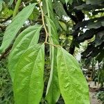 Aristolochia arborea Frunză