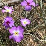 Marcus-kochia littorea Flower