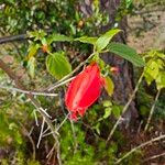 Malvaviscus arboreus Flower