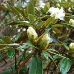 Rhododendron taliense Flower