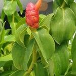 Costus spicatus Gyümölcs